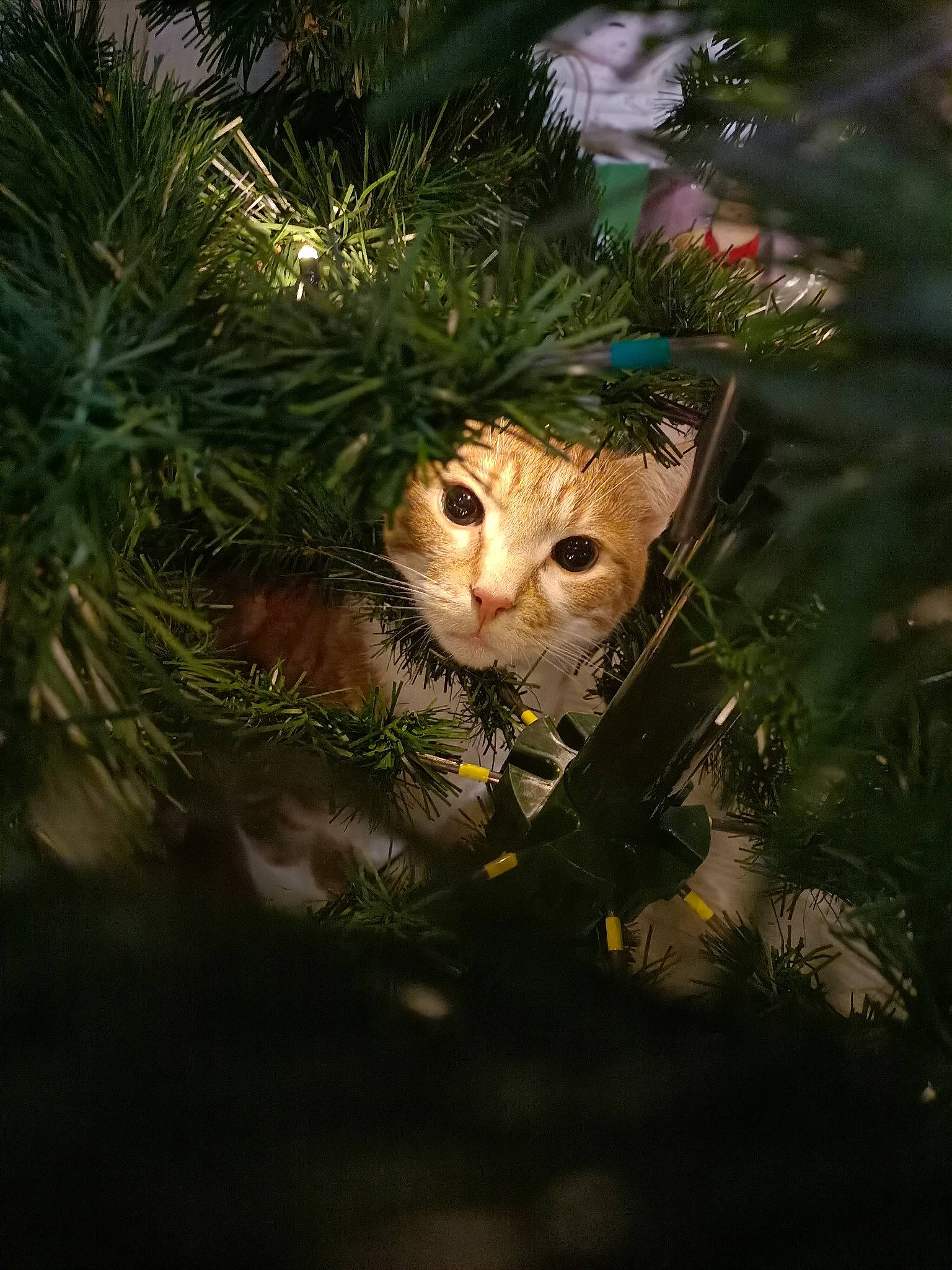 Oscar participe au concours pour gagner de l'argent avec cette photo : branch, carnivore, cat, christmas_ornament, christmas_tree, conifer, event, evergreen, fawn, felidae, grass, holiday_ornament, larch, ornament, small_to_medium_sized_cats, snout, terrestrial_plant, twig, whiskers, wood