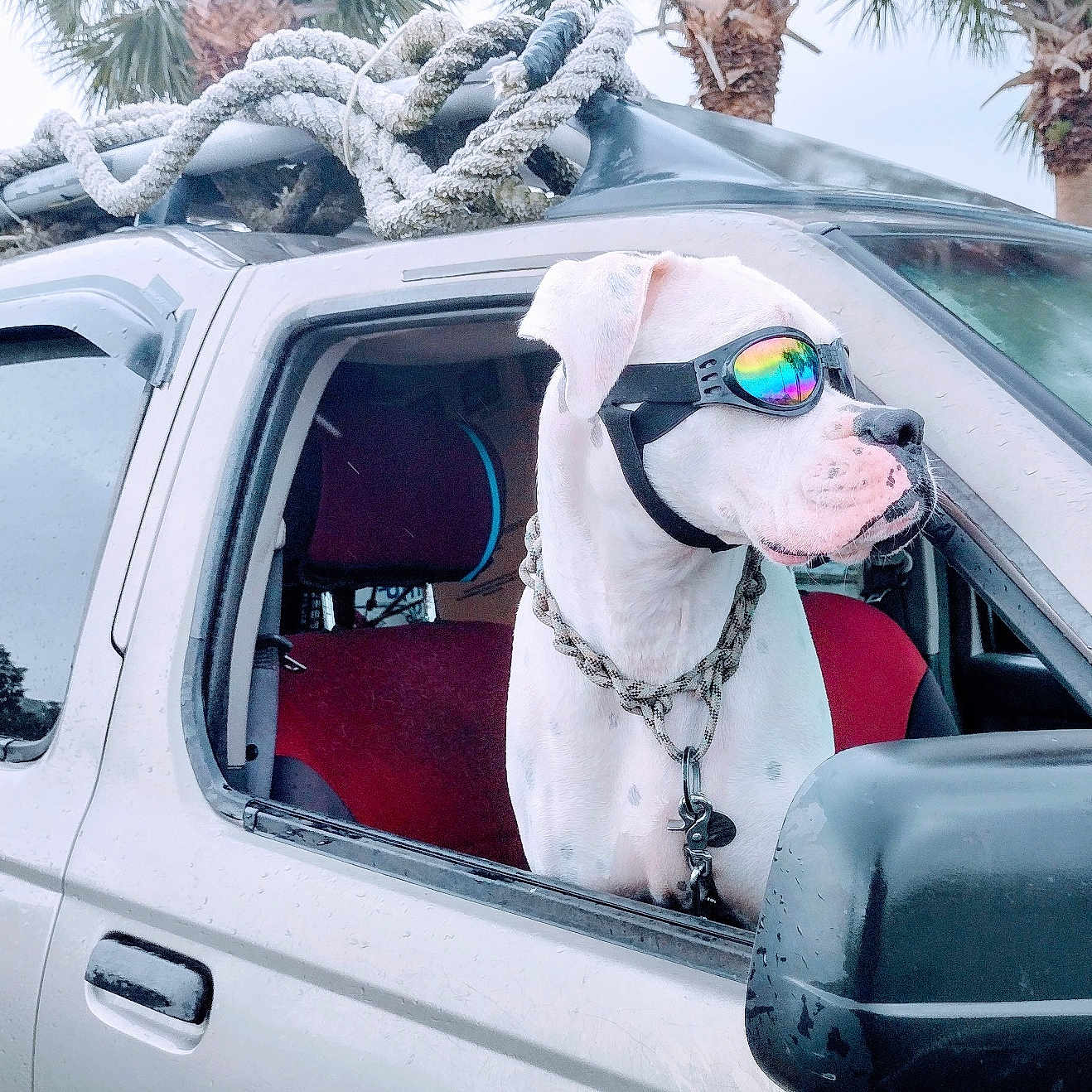 Kryptonite is registered to the contest to win money with this photo: adventure, animal, canine, car, dog, goggles, looking_out_window, outdoor, palm_trees, pet, red_seat, rope_leash, side_mirror, silver_car, summer, transportation, travel, vehicle, white_dog, window