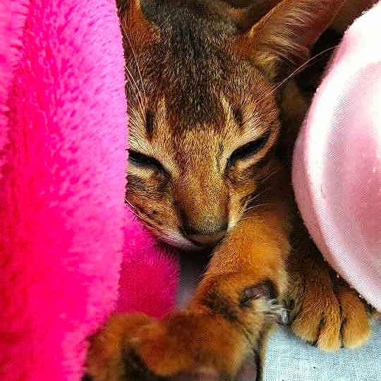 Kato is registered to the contest to win money with this photo: