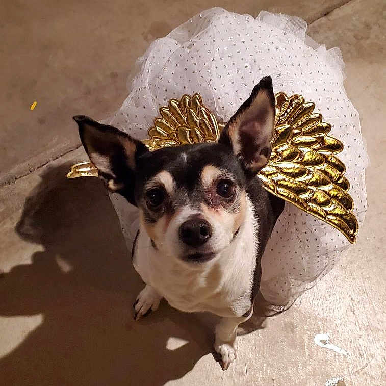 Bella is registered to the contest to win money with this photo: accessories, animal, bostonbull, bulldog, canine, chihuahua, clothing, costume, dog, face, hat, head, hound, outdoors, person, pet, photography, portrait, puppy, rock