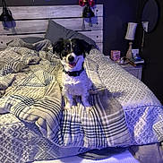 Lottie is registered to the contest to win money with this photo: dog, bed, blanket, pillow, headboard, lamp, mirror, bedroom, indoor, pet, fur, collar, happy, smiling, sitting, cozy, decor, wood, numbers, soft_lighting
