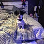 dog, bed, blanket, pillow, headboard, lamp, mirror, bedroom, indoor, pet, fur, collar, happy, smiling, sitting, cozy, decor, wood, numbers, soft_lighting