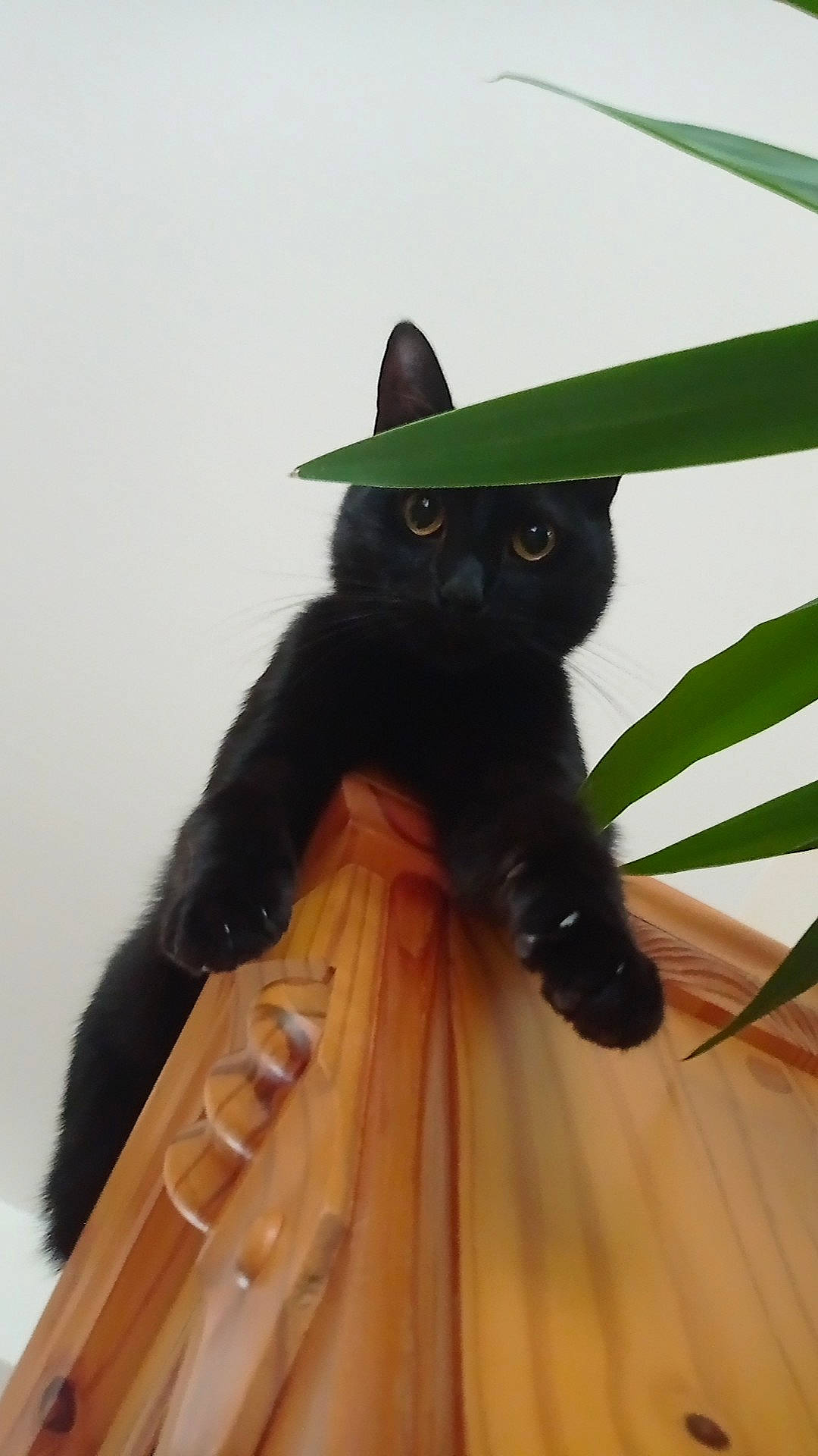 Filou