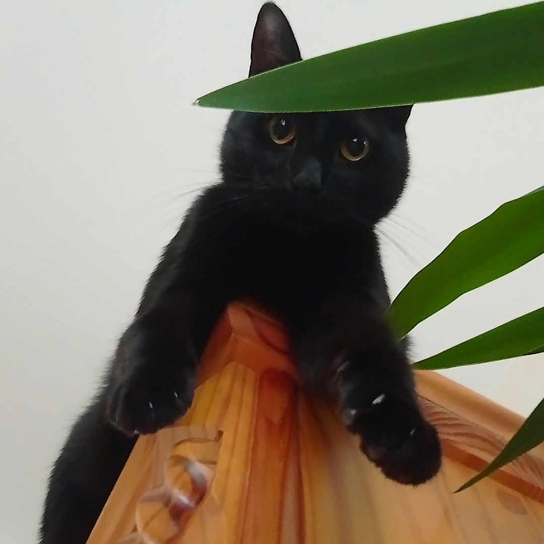 Filou