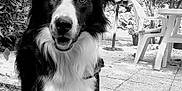 Nox a rejoint le concours — aidez-le/la à gagner de superbes lots ! animal, black_and_white, border_collie, canine, chair, dog, fur, garden, grass, happy, leaves, nature, outdoor, pet, portrait, shadow, standing, sunlight, table, umbrella