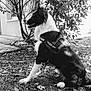 Nox participe au concours pour gagner de l'argent avec cette photo : alert, animal, black_and_white, border_collie, canine, daylight, dog, fur, ground, harness, leaves, nature, outdoor, pet, quiet, side_view, sitting, tree, watching, yard