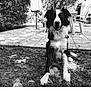 Nox participe au concours pour gagner de l'argent avec cette photo : animal, ball, black_and_white, border_collie, canine, daytime, dog, fur, garden, grass, leaves, nature, outdoor, patio, pet, plastic_chair, shadow, sitting, sunlight, tree