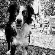 Nox participe au concours pour gagner de l'argent avec cette photo : animal, black_and_white, border_collie, canine, chair, daytime, dog, fur, garden, happy, leafy_bushes, nature, outdoor, patio, pet, smiling, standing, sunlight, table, umbrella