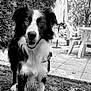 animal, black_and_white, border_collie, canine, chair, daytime, dog, fur, garden, happy, leafy_bushes, nature, outdoor, patio, pet, smiling, standing, sunlight, table, umbrella