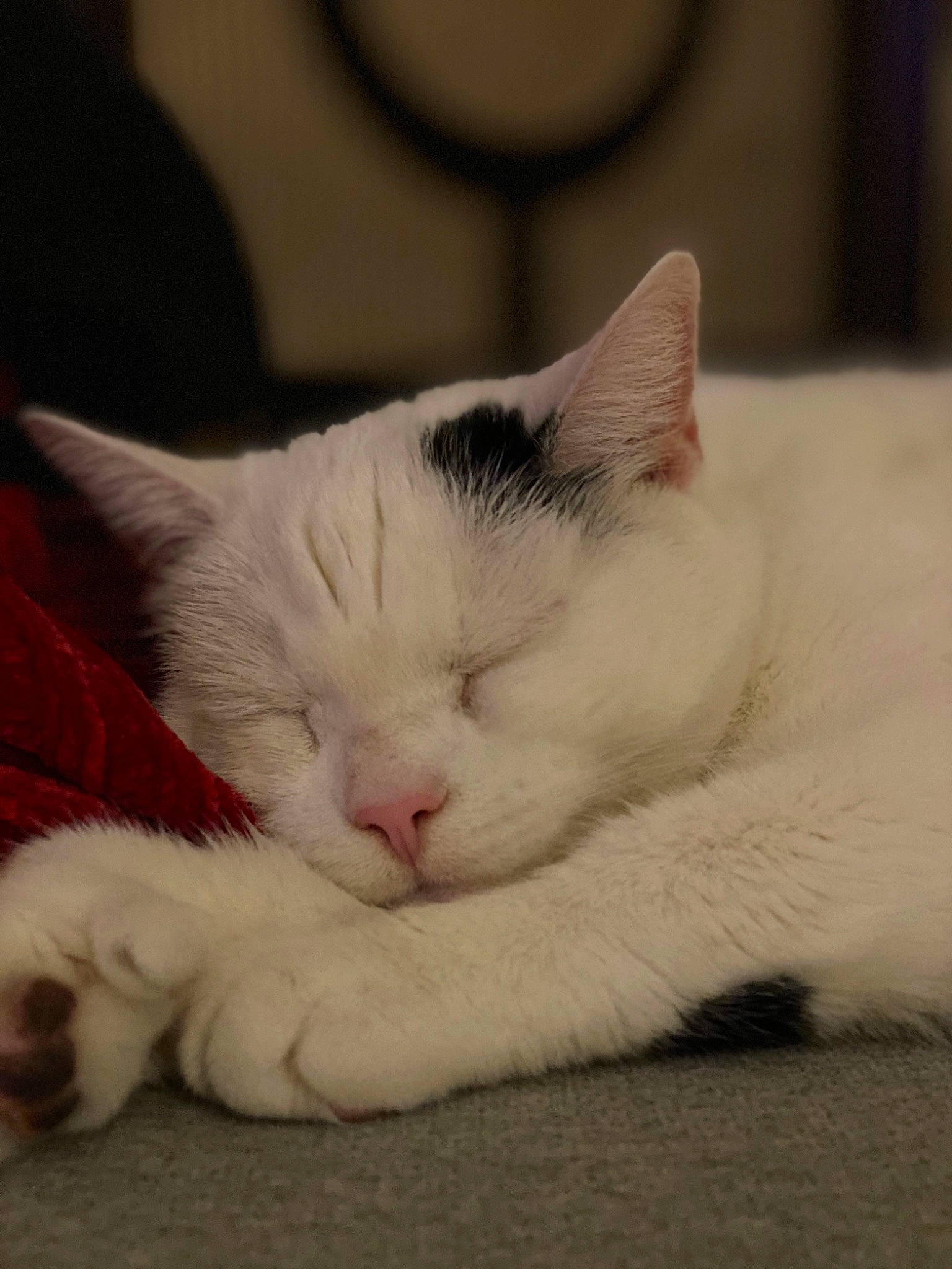 Nero Rose is registered to the contest to win money with this photo: carnivore, cat, domestic_short_haired_cat, ear, felidae, fur, kitten, mammal, nap, nose, ragdoll, sleep, small_to_medium_sized_cats, turkish_angora, turkish_van, vertebrate, whiskers