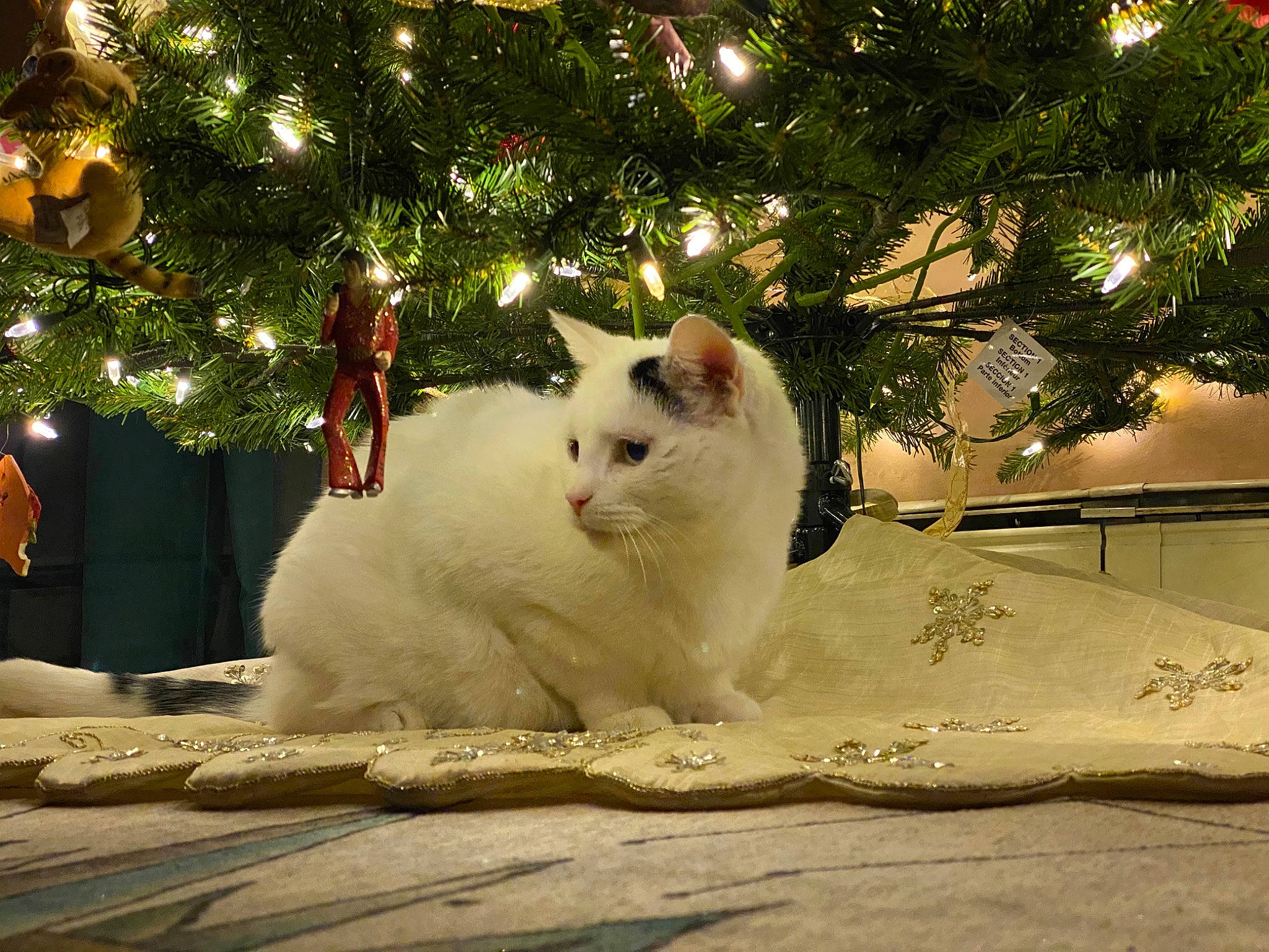 Nero Rose joined the competition — help win amazing prizes! aegean_cat, carnivore, cat, christmas, christmas_tree, colorpoint_shorthair, felidae, fur, home, kitten, plant, ragdoll, sky, small_to_medium_sized_cats, tail, tree, turkish_angora, turkish_van, whiskers, woody_plant