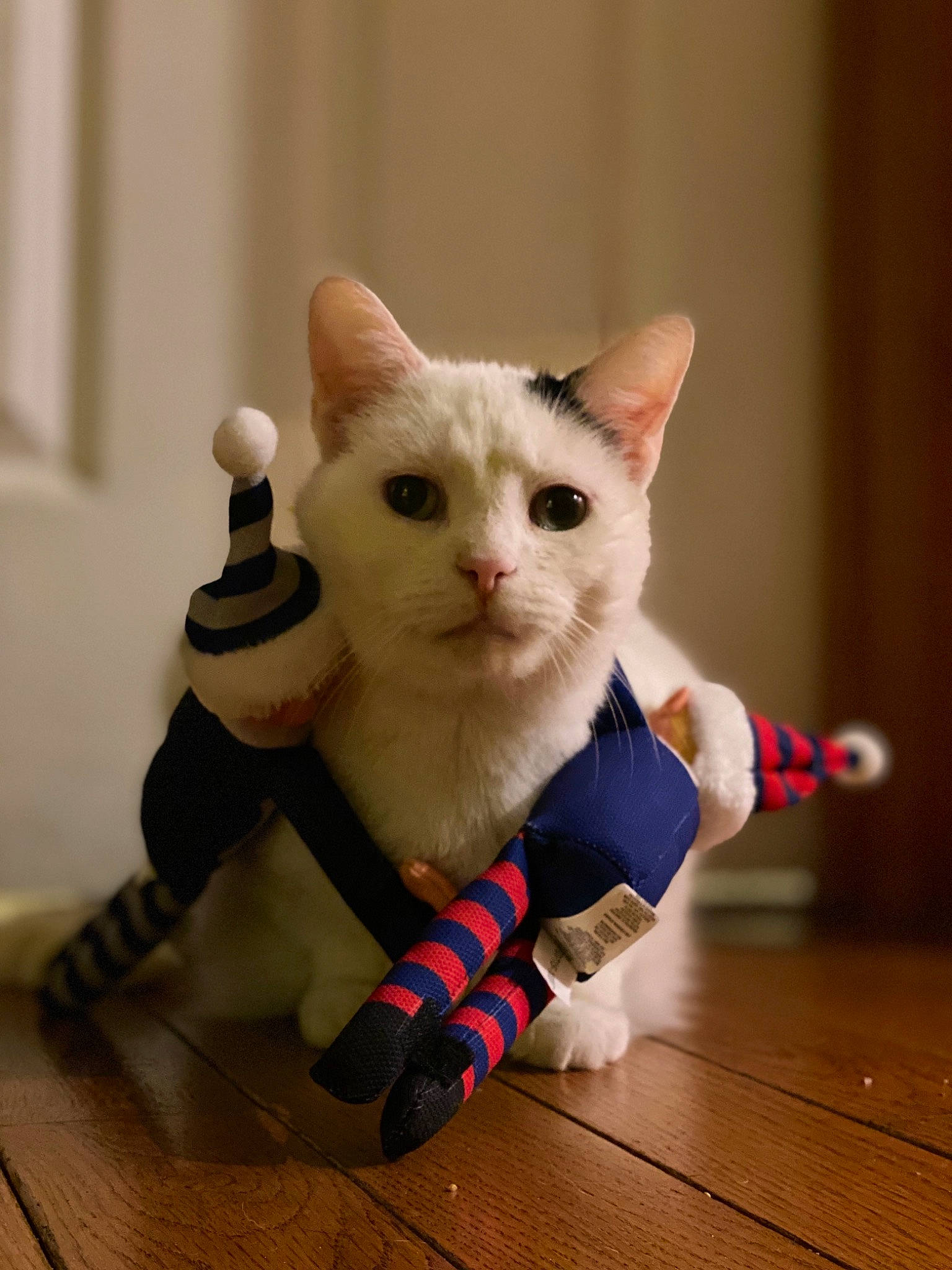 Nero Rose joined the competition — help win amazing prizes! american_shorthair, american_wirehair, asian, carnivore, cat, colorpoint_shorthair, domestic_short_haired_cat, european_shorthair, felidae, fur, khao_manee, kitten, mammal, munchkin, ojos_azules, paw, small_to_medium_sized_cats, tail, turkish_van, whiskers