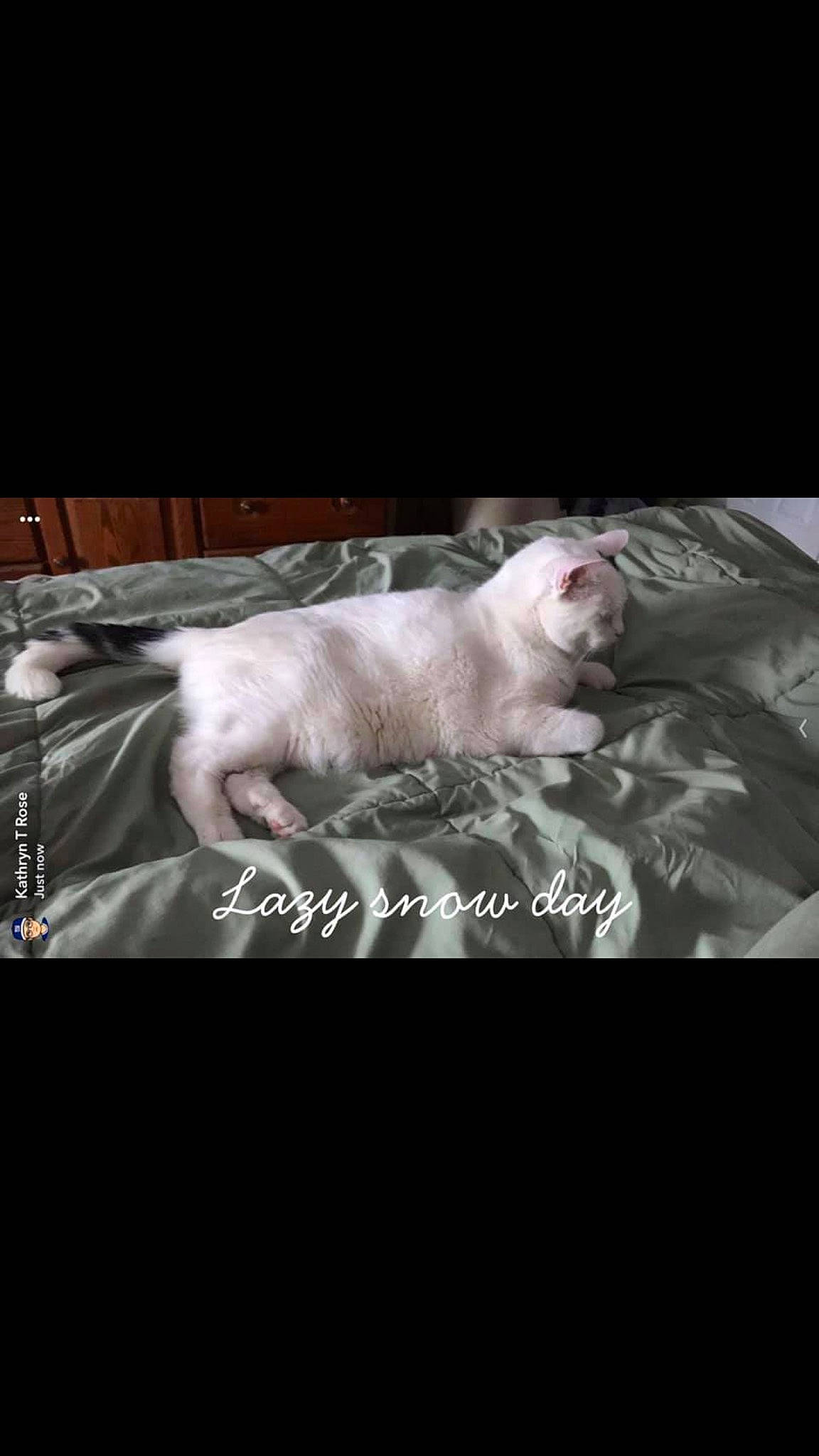 Nero Rose is registered to the contest to win money with this photo: canidae, carnivore, cat, dog_breed, felidae, fur, kitten, maltese, photo_caption, puppy, ragdoll, small_to_medium_sized_cats, tail, turkish_angora, whiskers