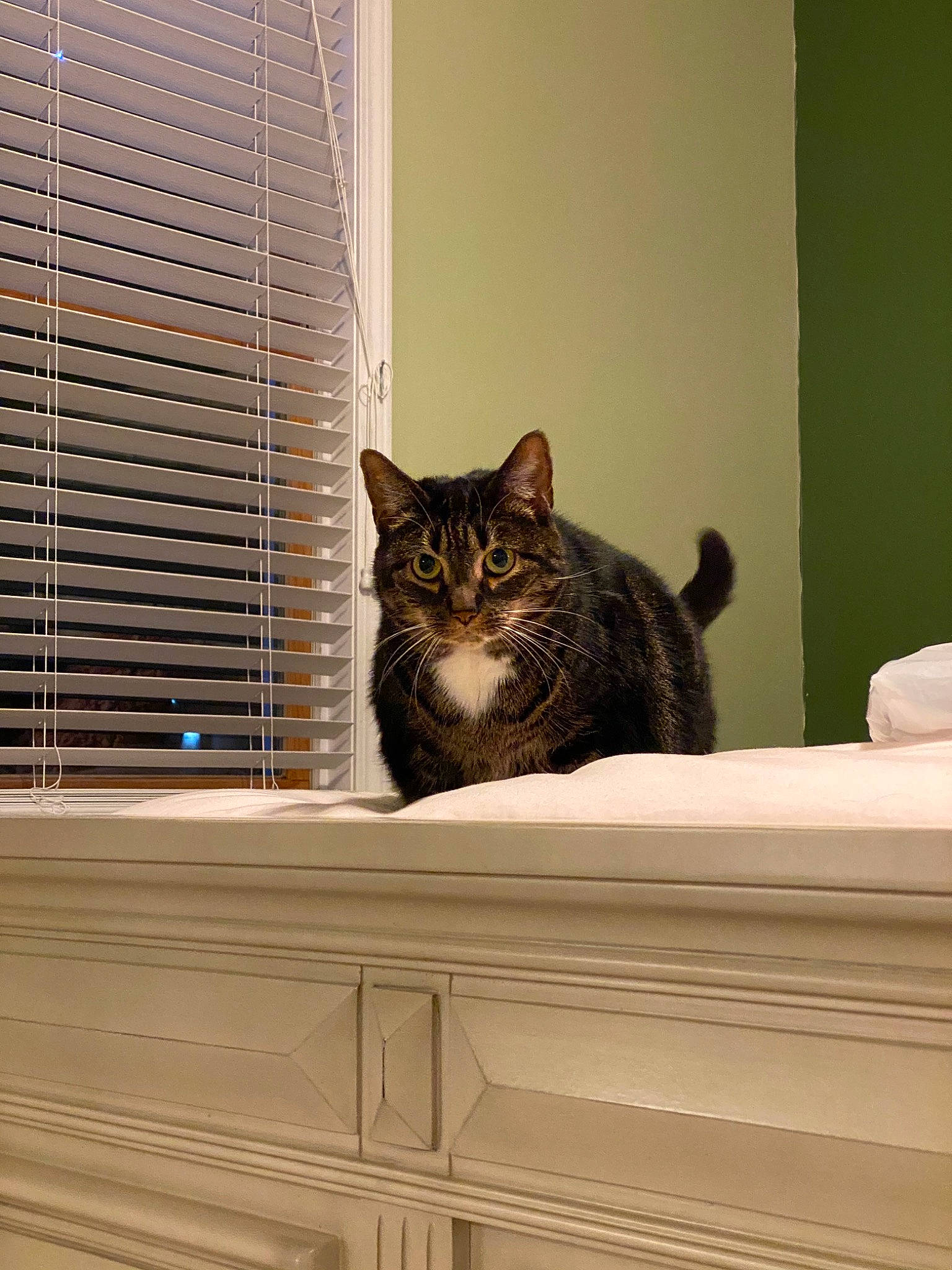 Bella Rose is registered to the contest to win money with this photo: american_shorthair, asian, bengal, carnivore, cat, domestic_short_haired_cat, dragon_li, european_shorthair, felidae, fur, furniture, home, interior_design, kitten, room, small_to_medium_sized_cats, tabby_cat, whiskers, window, wood