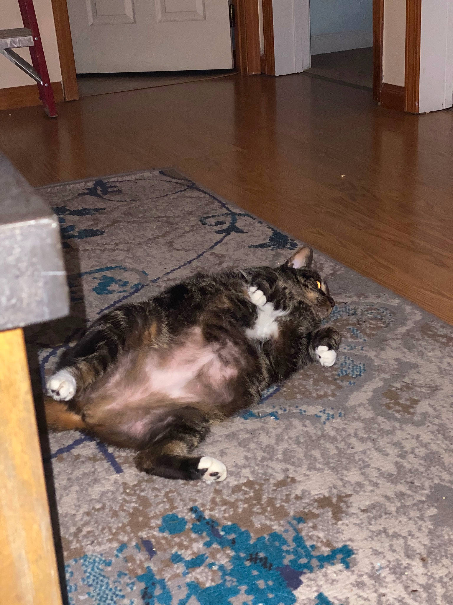 Bella Rose joined the competition — help win amazing prizes! carnivore, cat, domestic_short_haired_cat, european_shorthair, felidae, floor, flooring, hardwood, laminate_flooring, paw, small_to_medium_sized_cats, tail, whiskers