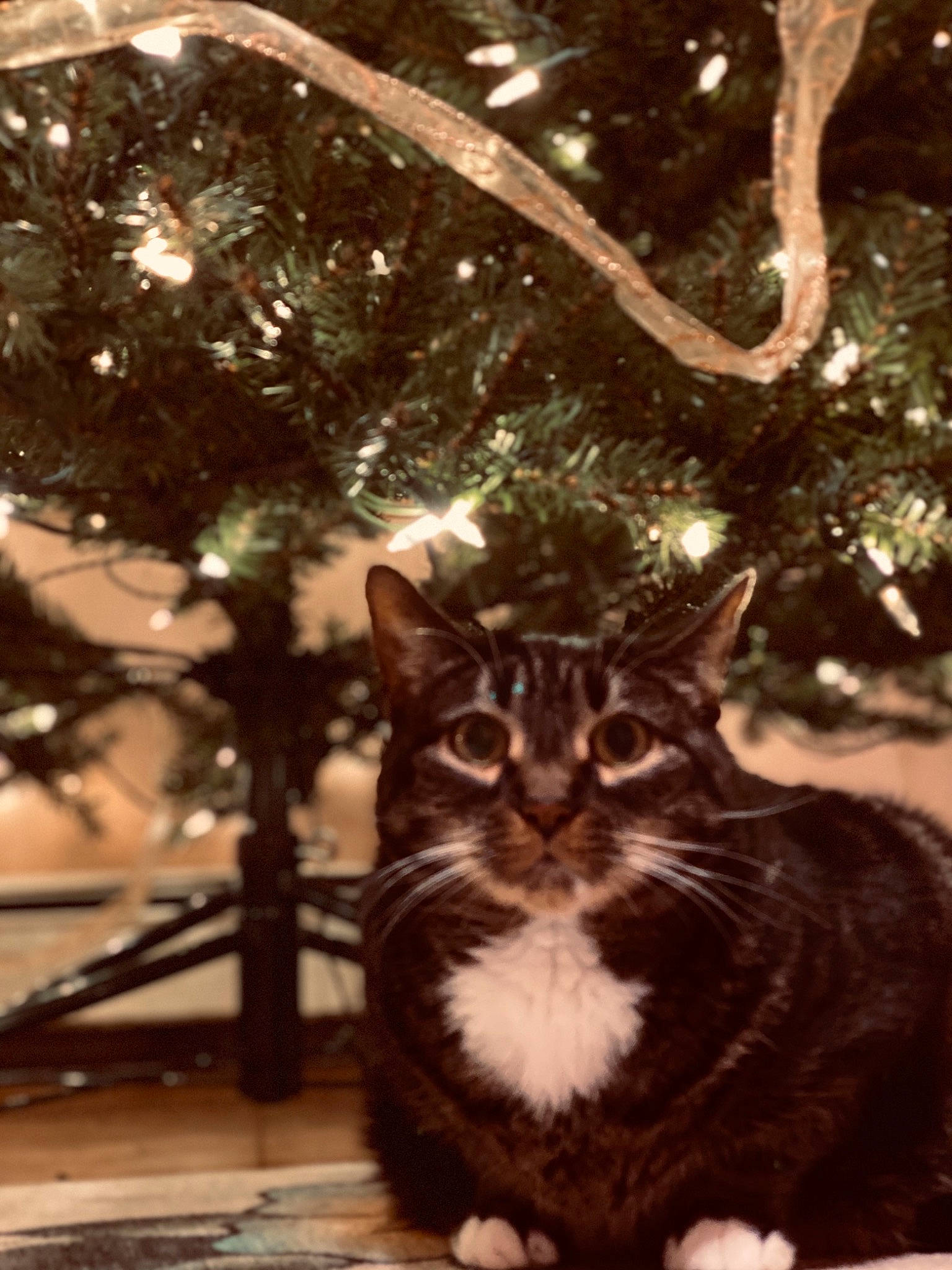 Bella Rose is registered to the contest to win money with this photo: american_wirehair, asian, branch, carnivore, cat, christmas, christmas_tree, domestic_short_haired_cat, european_shorthair, felidae, fur, kitten, plant, small_to_medium_sized_cats, snout, tabby_cat, tail, tree, whiskers, woody_plant