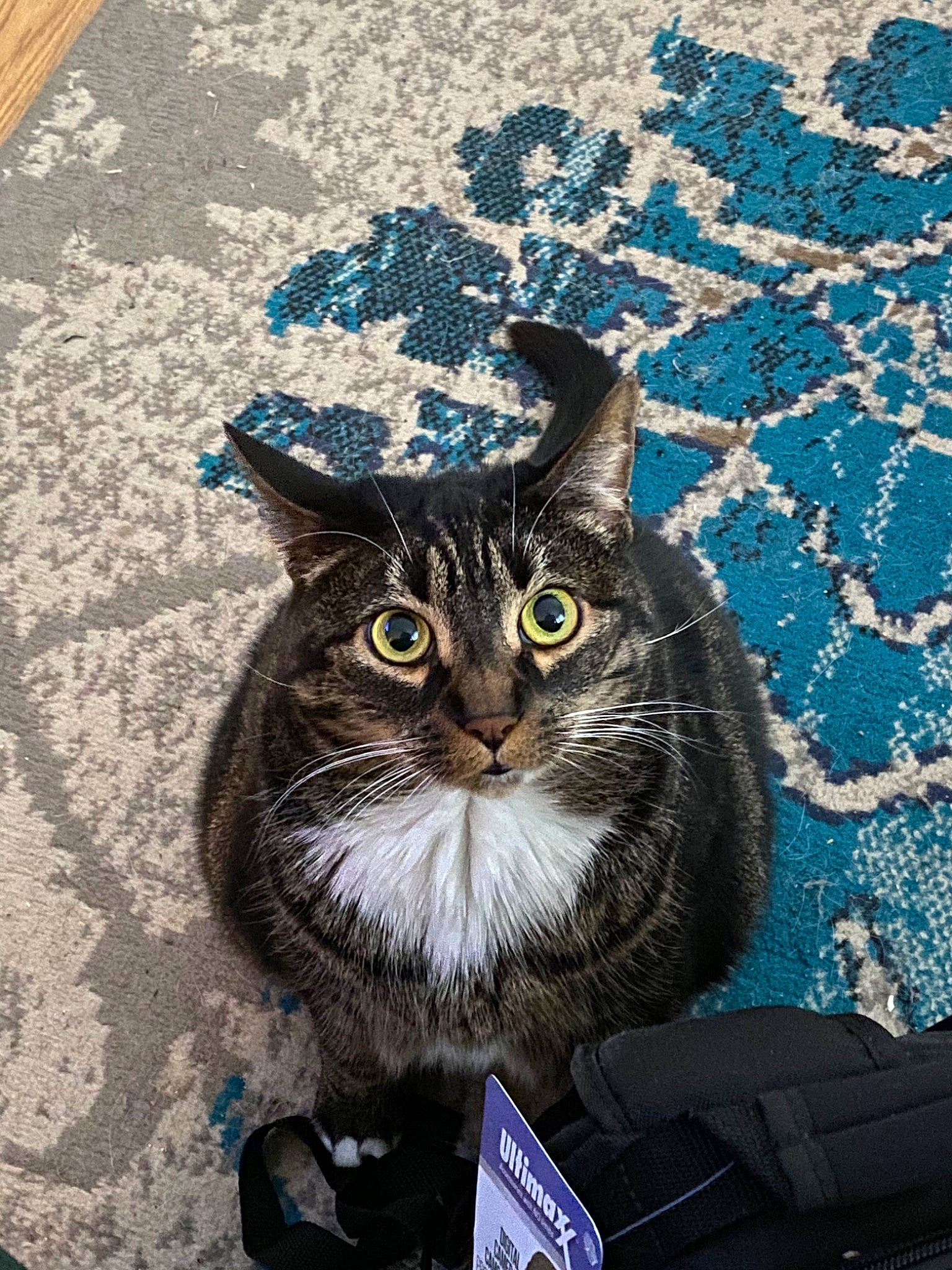 Bella Rose joined the competition — help win amazing prizes! aegean_cat, american_shorthair, asian, black_cat, carnivore, cat, domestic_short_haired_cat, european_shorthair, eye, felidae, fur, kitten, photography, small_to_medium_sized_cats, tabby_cat, whiskers