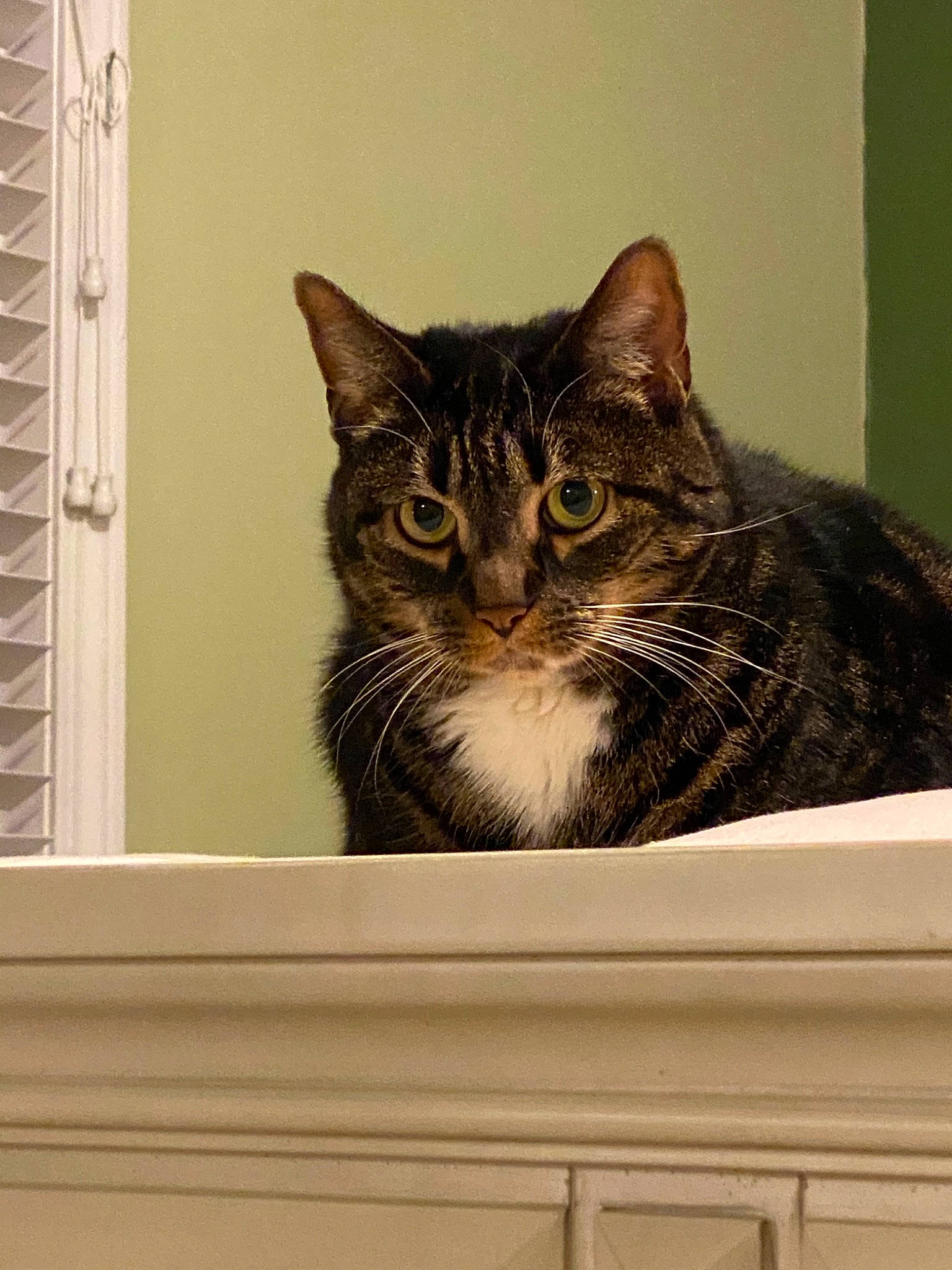 Bella Rose is registered to the contest to win money with this photo: american_shorthair, asian, carnivore, cat, domestic_short_haired_cat, dragon_li, european_shorthair, felidae, kitten, small_to_medium_sized_cats, tabby_cat, whiskers, window