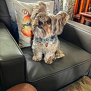 Pickles joined the competition — help win amazing prizes! dog, small_dog, pet, fur, leather_chair, cushion, indoor, home, cozy, curious, ears, sitting, cute, furniture, decor, collar, tag, window, wooden_chair, patterned_curtain