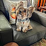 dog, small_dog, pet, fur, leather_chair, cushion, indoor, home, cozy, curious, ears, sitting, cute, furniture, decor, collar, tag, window, wooden_chair, patterned_curtain