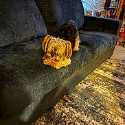 Pickles joined the competition — help win amazing prizes! carpet, christmas_tree, couch, cozy, dog, fur, furniture, holiday_decor, indoor, living_room, pet, pillow, portrait, rug, small_dog, sofa, throw_pillow, window, wooden_shelf, yorkshire_terrier