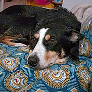 Millie a rejoint le concours — aidez-le/la à gagner de superbes lots ! dog, bed, blanket, patterned_blanket, indoor, resting, animal, black_dog, brown_dog, white_markings, cozy, furniture, home, relaxed, pet, sleepy, soft_fabric, couch, living_room, domestic