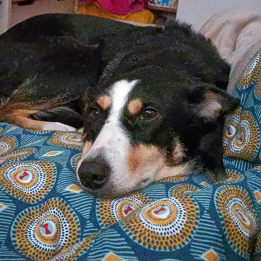 Millie a rejoint le concours — aidez-le/la à gagner de superbes lots ! dog, bed, blanket, patterned_blanket, indoor, resting, animal, black_dog, brown_dog, white_markings, cozy, furniture, home, relaxed, pet, sleepy, soft_fabric, couch, living_room, domestic