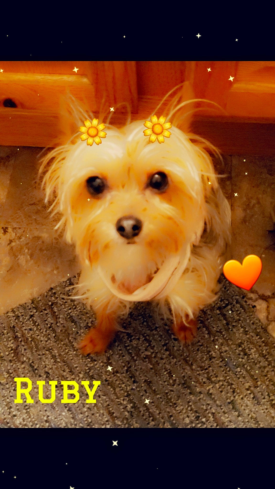 Ruby is registered to the contest to win money with this photo: canidae, carnivore, companion_dog, dog, dog_breed, dog_supply, event, fawn, font, fur, happy, photo_caption, small_terrier, snout, soil, sporting_group, terrier, toy, toy_dog, yorkipoo