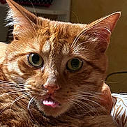 Uno participe au concours pour gagner de l'argent avec cette photo : abyssinian, animal, bodypart, cat, couch, furniture, hardwood, kitten, manx, mouth, person, pet, tongue, wood, zebra