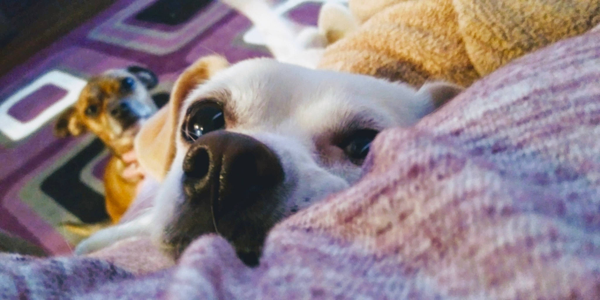 Daisy joined the competition — help win amazing prizes! canidae, carnivore, companion_dog, dog, dog_breed, fawn, mammal, puppy, puppy_love, snout, sporting_group