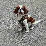 Romy participe au concours pour gagner de l'argent avec cette photo : animal, brown_and_white, canine, companion, cute, dog, ears, four_legs, fur, gravel, happy, harness, looking_at_camera, outdoor, pet, sitting, small_dog, tail, texture, tongue_out