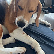 Usko participe au concours pour gagner de l'argent avec cette photo : animal, beagle, bed, black, brown, canine, chair, dog, ear, fur, furniture, indoor, nose, paw, person, pet, resting, sleepy, snout, white