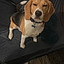 animal, beagle, black, brown, collar, companion, couch, dog, ears, floor, fur, furniture, indoor, pet, rug, sleepy, tag, tail, toy, white