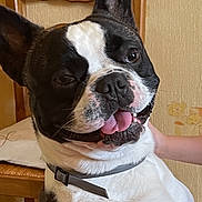 Snoopy a rejoint le concours — aidez-le/la à gagner de superbes lots ! animal, black_and_white, chair, collar, companion, cute, dog, furniture, hand, happy, home, indoor, mammal, pet, playful, table, tablecloth, tongue_out, wallpaper, wood