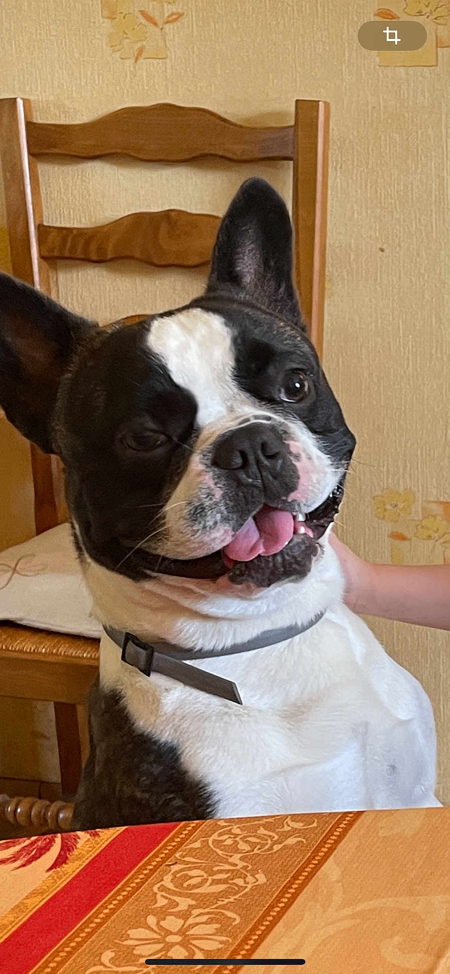 Snoopy a rejoint le concours — aidez-le/la à gagner de superbes lots ! animal, black_and_white, chair, collar, companion, cute, dog, furniture, hand, happy, home, indoor, mammal, pet, playful, table, tablecloth, tongue_out, wallpaper, wood