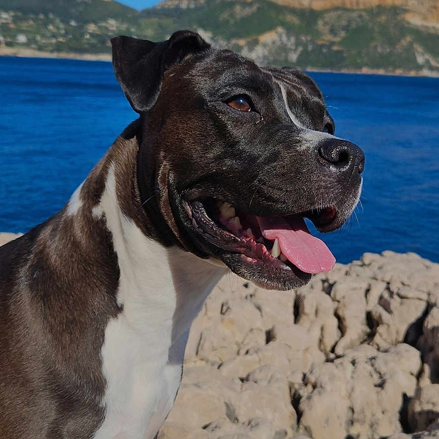 Saïka participe au concours pour gagner de l'argent avec cette photo : animal, beach, bostonbull, boxer, bulldog, canine, coast, dog, hound, labradorretriever, nature, outdoors, pet, pitbull, pointer, rock, sea, shoreline, snout, water