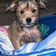 Kiara participe au concours pour gagner de l'argent avec cette photo : puppy, dog, pet, blanket, bed, fur, cute, young, indoor, animal, face, ears, snout, looking, cozy, comfort, expression, brown, black, blue