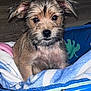 puppy, dog, pet, blanket, bed, fur, cute, young, indoor, animal, face, ears, snout, looking, cozy, comfort, expression, brown, black, blue