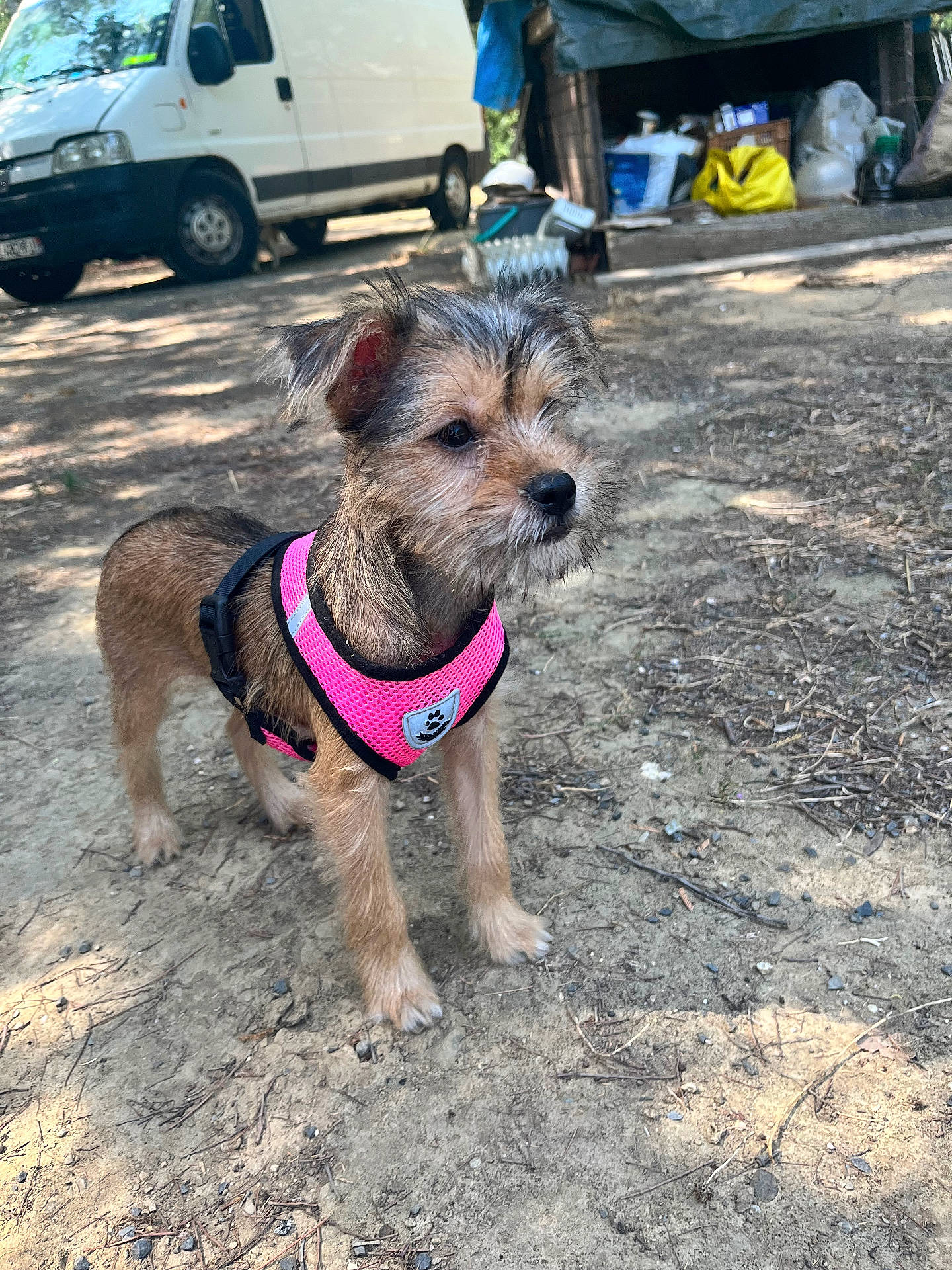 Kiara a rejoint le concours — aidez-le/la à gagner de superbes lots ! alert, animal, curious, dirt_ground, dog, ears, fur, outdoor, pet, pink_harness, puppy, shadow, shed, small_dog, snout, standing, sunlight, van, vehicle, whiskers