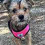 Kiara participe au concours pour gagner de l'argent avec cette photo : dog, puppy, pink_harness, outdoor, dirt_path, scruffy, curious, animal, pet, small_dog, fur, canine, standing, close_up, daylight, vehicle, background, nature, ears, snout