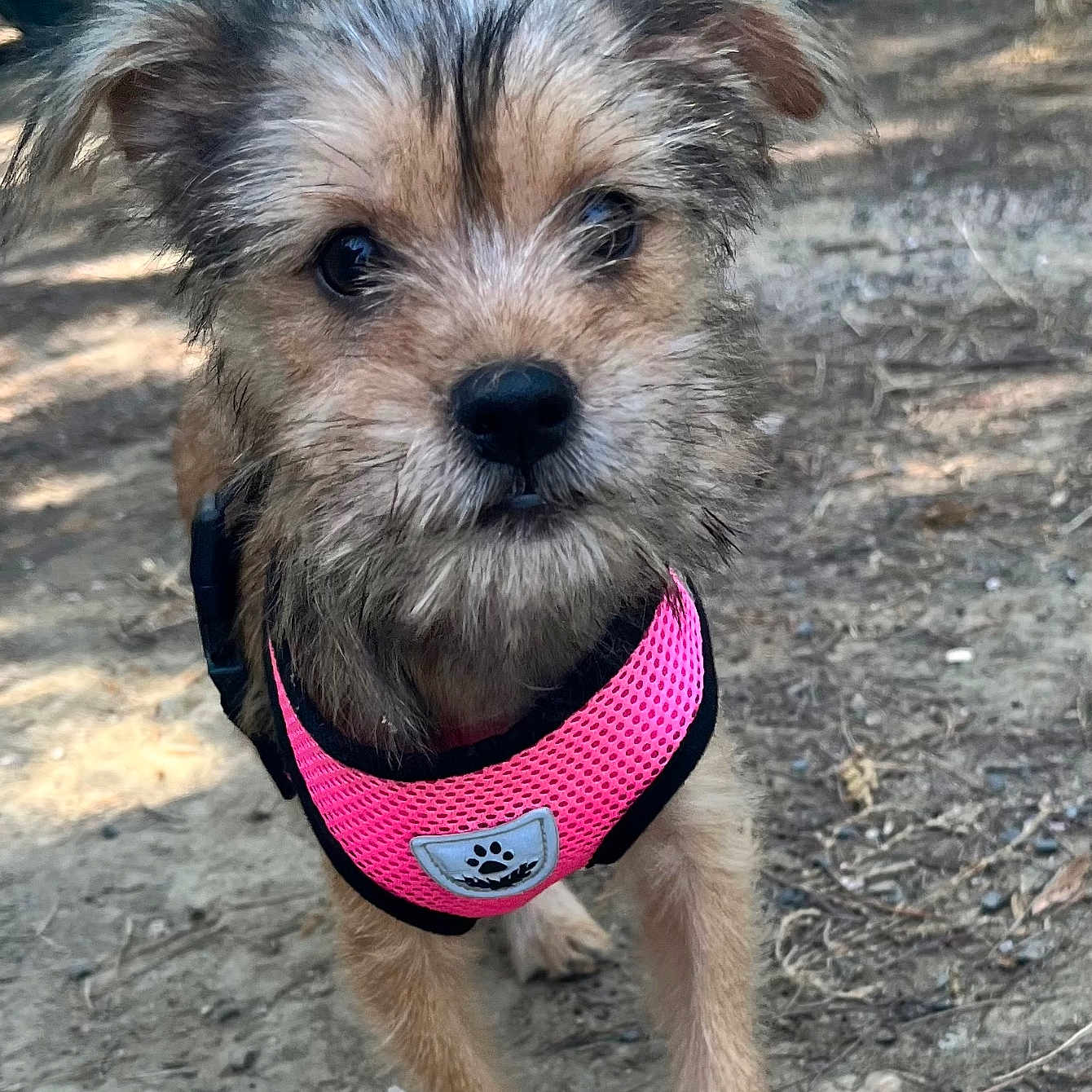 Kiara participe au concours pour gagner de l'argent avec cette photo : animal, background, canine, close_up, curious, daylight, dirt_path, dog, ears, fur, nature, outdoor, pet, pink_harness, puppy, scruffy, small_dog, snout, standing, vehicle