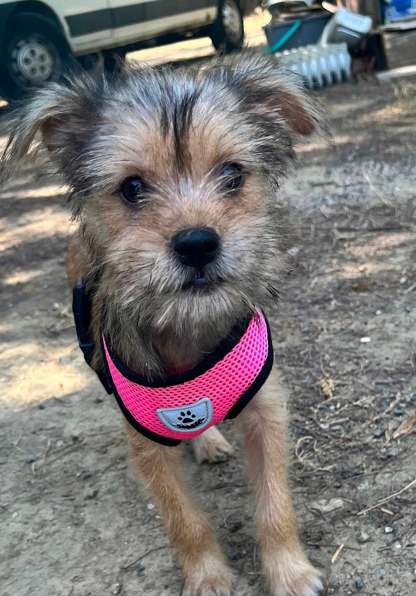Kiara participe au concours pour gagner de l'argent avec cette photo : dog, puppy, pink_harness, outdoor, dirt_path, scruffy, curious, animal, pet, small_dog, fur, canine, standing, close_up, daylight, vehicle, background, nature, ears, snout