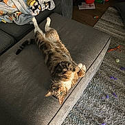 Stevie is registered to the contest to win money with this photo: tabby_cat, cat, pet, couch, blanket, indoor, carpet, toys, relaxed, curious, furniture, cozy, animal, home, playful, fur, whiskers, paws, resting, living_room