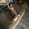 tabby_cat, cat, pet, couch, blanket, indoor, carpet, toys, relaxed, curious, furniture, cozy, animal, home, playful, fur, whiskers, paws, resting, living_room