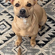 Nala is registered to the contest to win money with this photo: dog, tan_dog, sitting, pet, indoor, carpet, patterned_rug, tail, animal, cute, looking_up, ears, fur, companion, domestic, household, floor, brown, canine, friendly