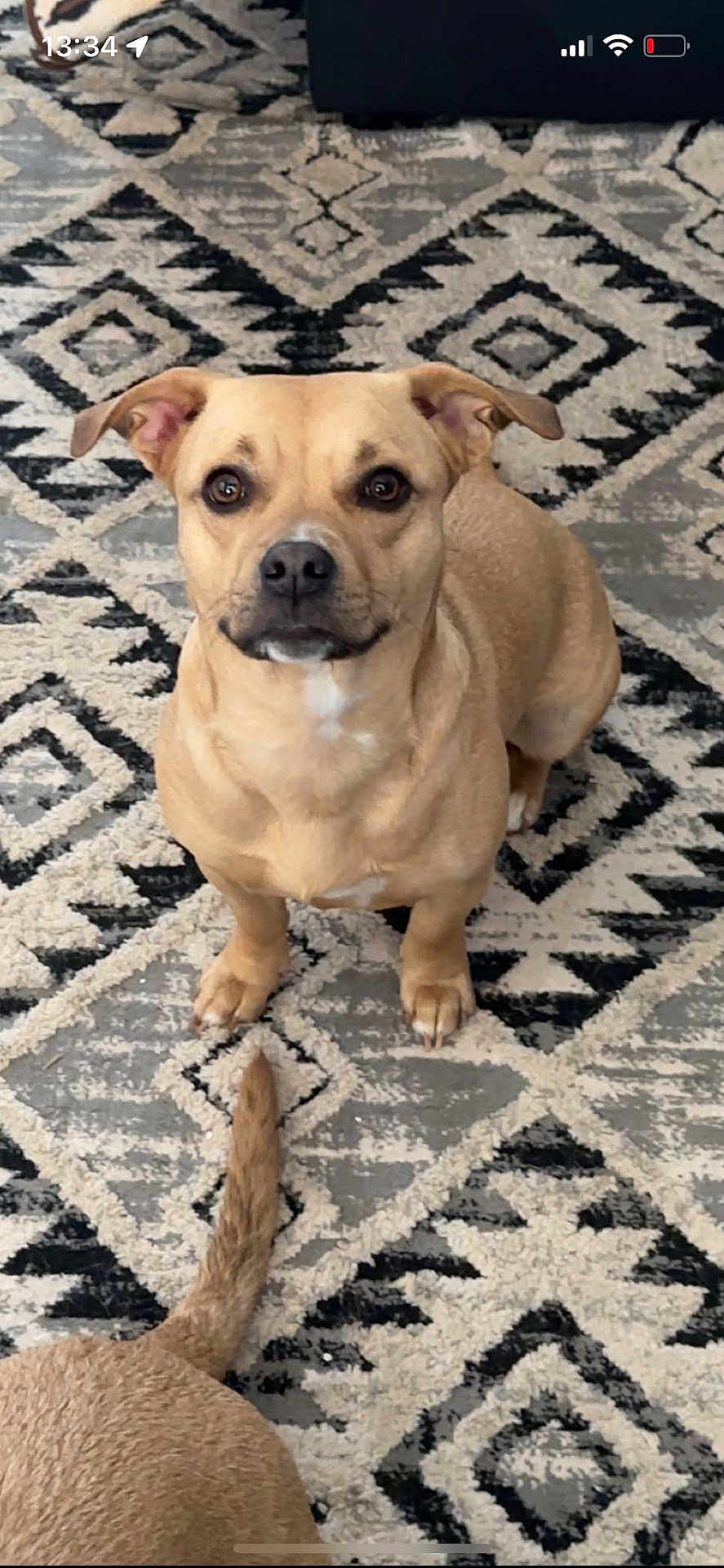 Nala