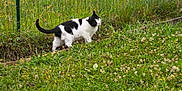 Mimie participe au concours pour gagner de l'argent avec cette photo : animal, black_and_white, cat, curious, daylight, feline, field, flora, garden, grass, greenery, mammal, nature, outdoor, pet, side_view, small_flowers, walking, wildflowers, wire_fence