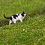 animal, black_and_white, cat, curious, daylight, feline, field, flora, garden, grass, greenery, mammal, nature, outdoor, pet, side_view, small_flowers, walking, wildflowers, wire_fence