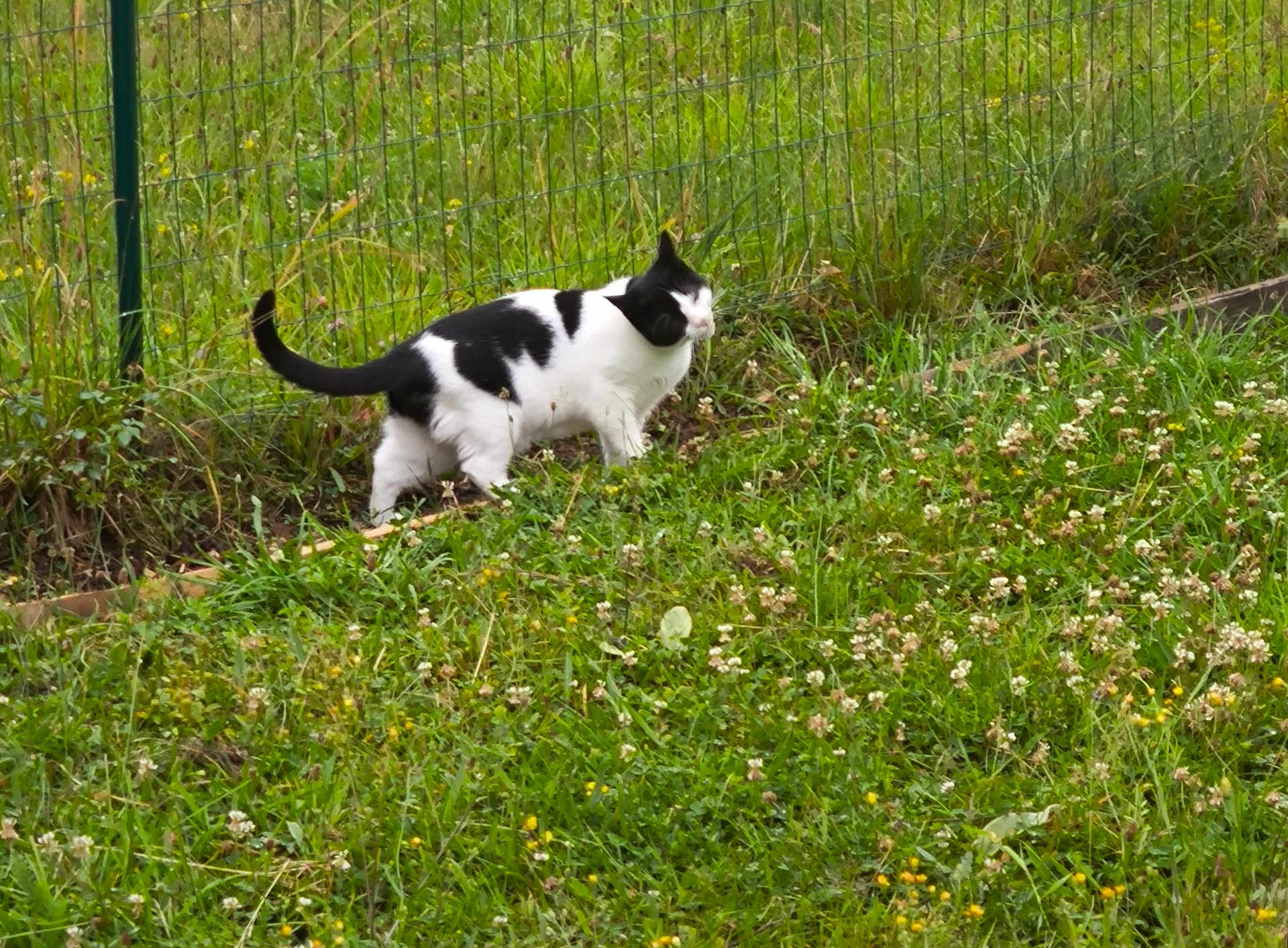 Mimie