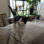 animal, black_and_white, cat, couch, cozy, curious, domestic_animal, furniture, home, indoor, living_room, mammal, pet, pink_nose, plant, soft_fabric, tail_up, walking, whiskers, window
